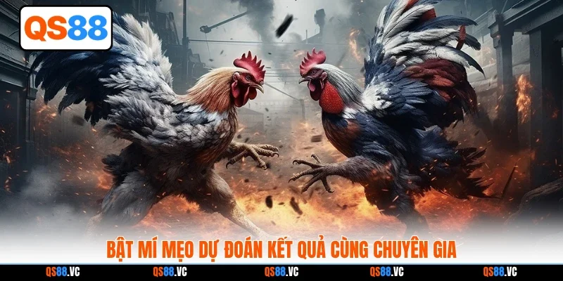 Bật mí mẹo dự đoán kết quả cùng chuyên gia