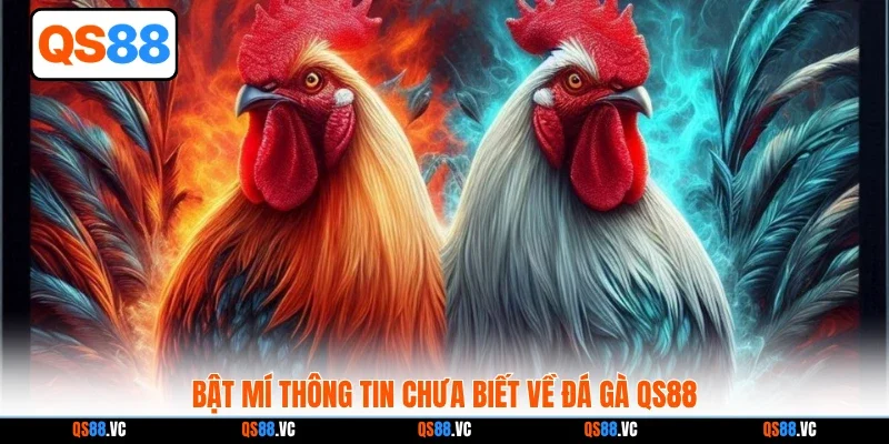 Bật mí thông tin chưa biết về đá gà QS88