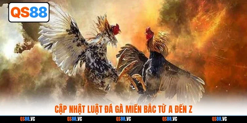 Cập nhật luật đá gà miền Bắc từ A đến Z