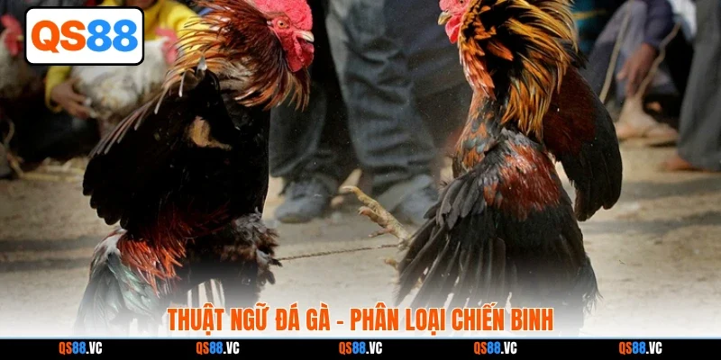 Thuật ngữ đá gà - phân loại chiến binh