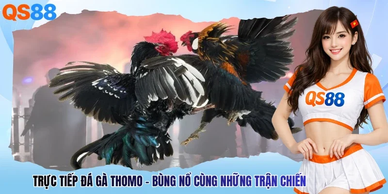 Trực Tiếp Đá Gà Thomo - Bùng Nổ Cùng Những Trận Chiến