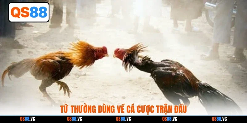 Từ thường dùng về cá cược trận đấu