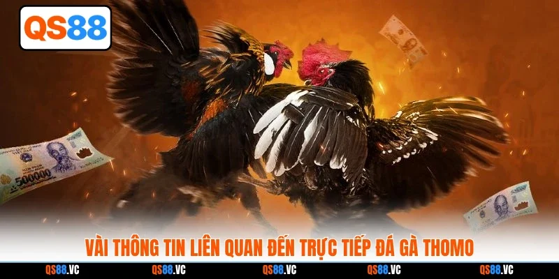 Vài thông tin liên quan đến trực tiếp đá gà Thomo